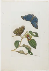 Blaue Schmetterlinge und Laub, 1705-71